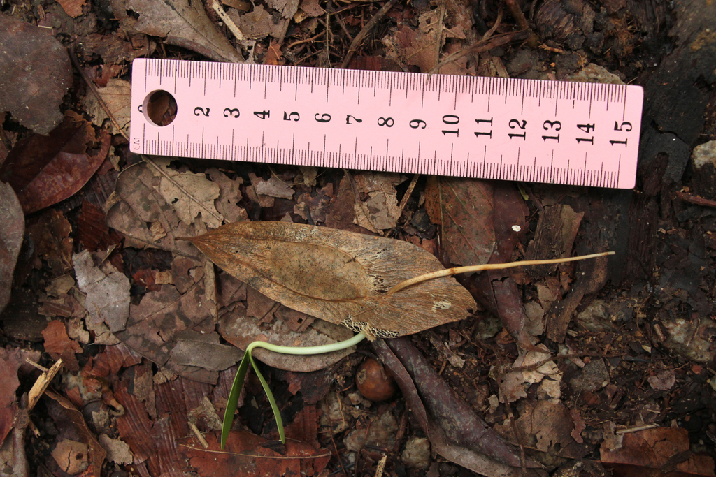 Koompassia malaccensis