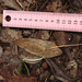Koompassia malaccensis - Photo (c) loupok,  זכויות יוצרים חלקיות (CC BY-NC-ND)
