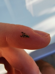 Tephritis vespertina