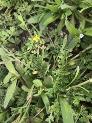 Tropidocarpum gracile