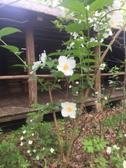 Philadelphus coronarius