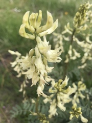 Astragalus oxyphysus