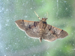 Omiodes surrectalis