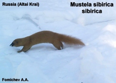 Mustela sibirica