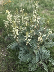 Astragalus oxyphysus