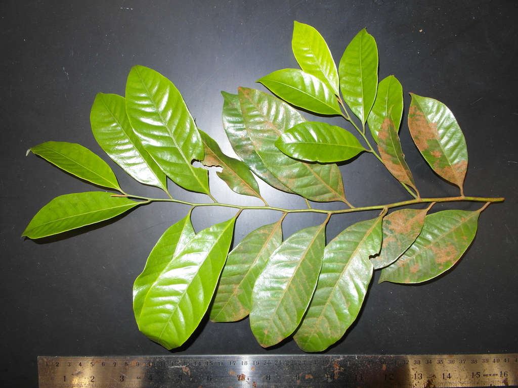 Knema curtisii
