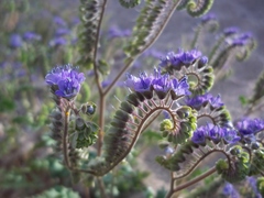 Phacelia scariosa