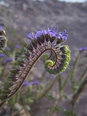 Phacelia scariosa
