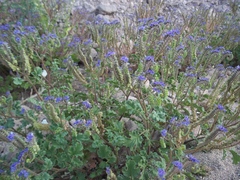 Phacelia scariosa