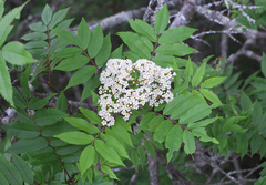Sorbus commixta