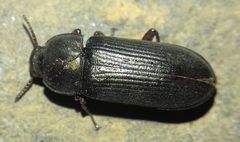 Tenebrio