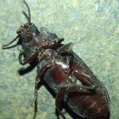 Tenebrio