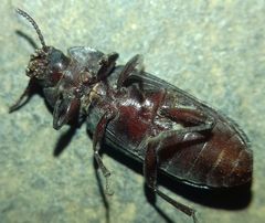 Tenebrio