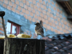 Turdus ignobilis ignobilis