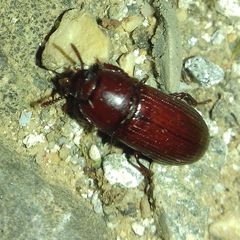 Uloma