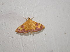 Isocentris filalis
