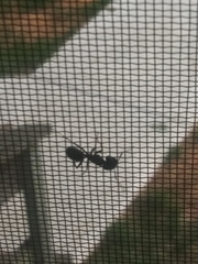 Camponotus pennsylvanicus