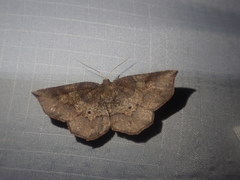 Metarranthis angularia