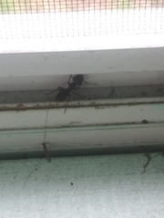 Camponotus pennsylvanicus