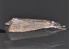 Haimbachia placidellus