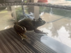 Lithobates catesbeianus