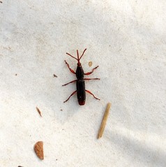 Brentinae