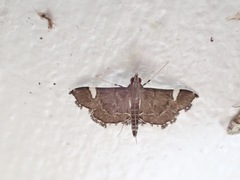 Diathrausta
