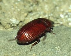 Uloma