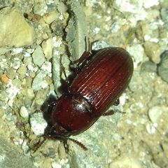 Uloma
