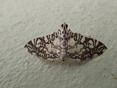 Glyphodes onychinalis