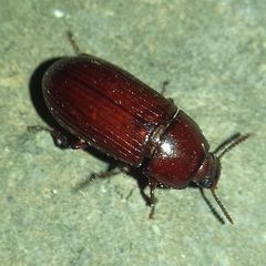 Uloma