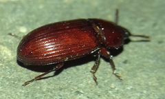Uloma