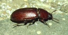 Uloma