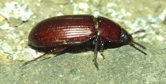 Uloma