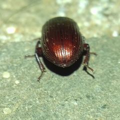 Uloma
