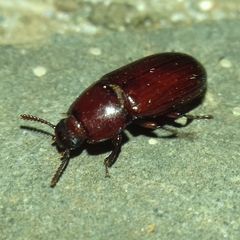 Uloma