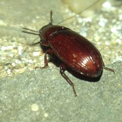 Uloma