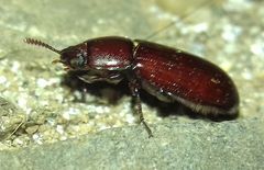 Uloma
