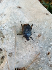 Protaetia morio