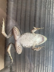 Lithobates catesbeianus