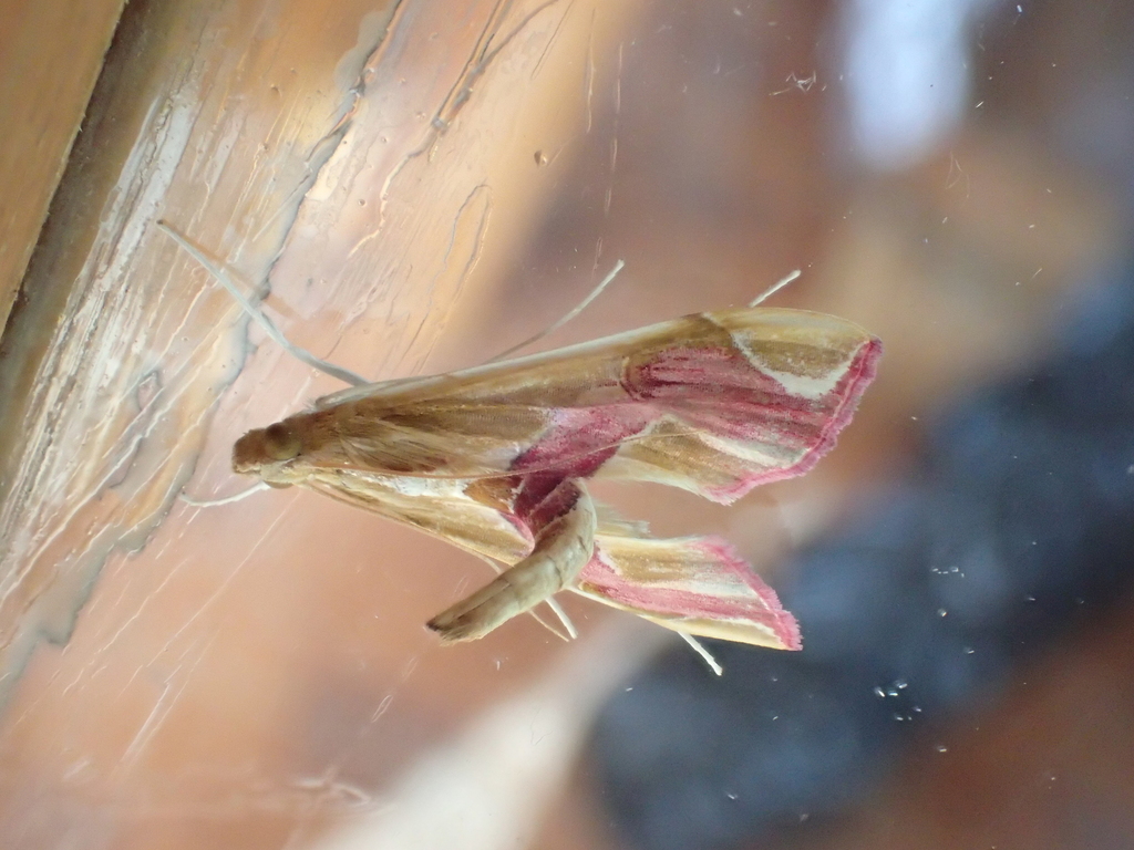 Agathodes caliginosalis