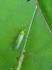 Rhogogaster punctulata