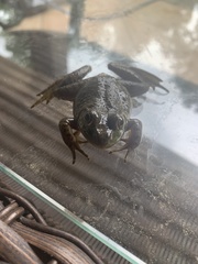 Lithobates catesbeianus