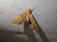 Uthinia albisignalis