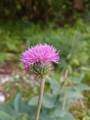 Carduus defloratus crassifolius