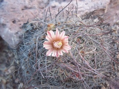 Mammillaria johnstonii