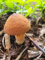 Austroboletus gracilis