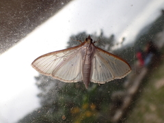 Palpita junctalis