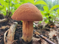 Austroboletus gracilis