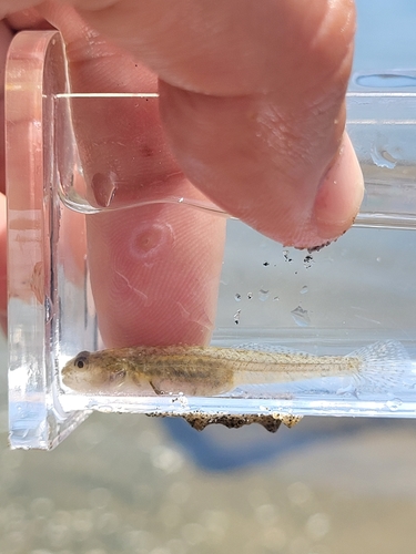 Cheekspot goby (Ilypnus gilberti) — Gobiidae — 5